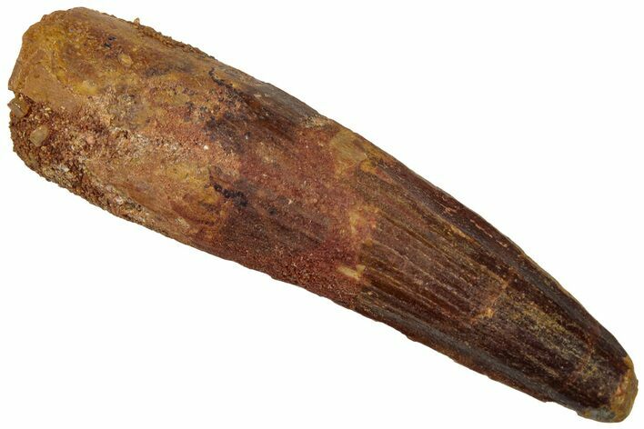 Fossil Spinosaurus Tooth - Real Dinosaur Tooth #310901